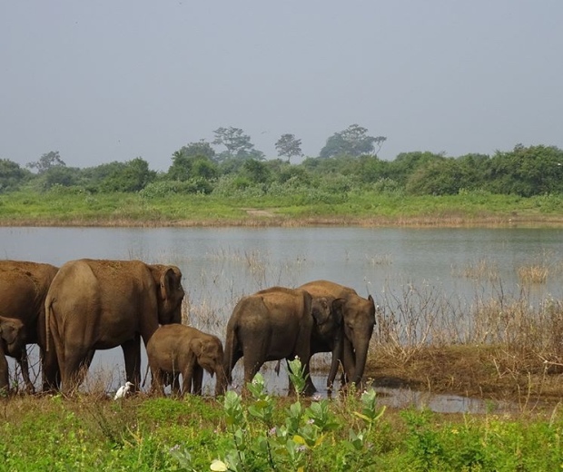 Sri Lanka Safari 4